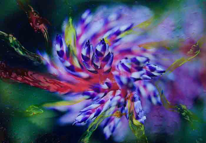 armonia