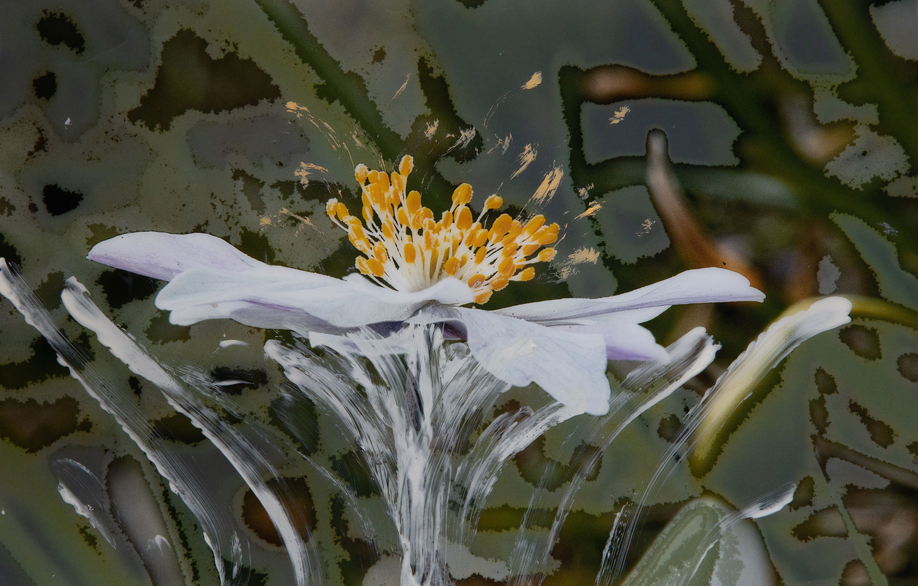 bellezza